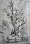 Bilic Family Tree-Trebinje 2.jpg, 7 KB