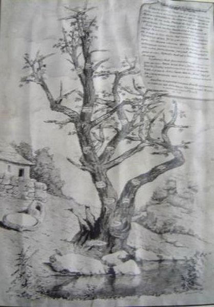 Bilic Family Tree-Trebinje.jpg, 105 KB